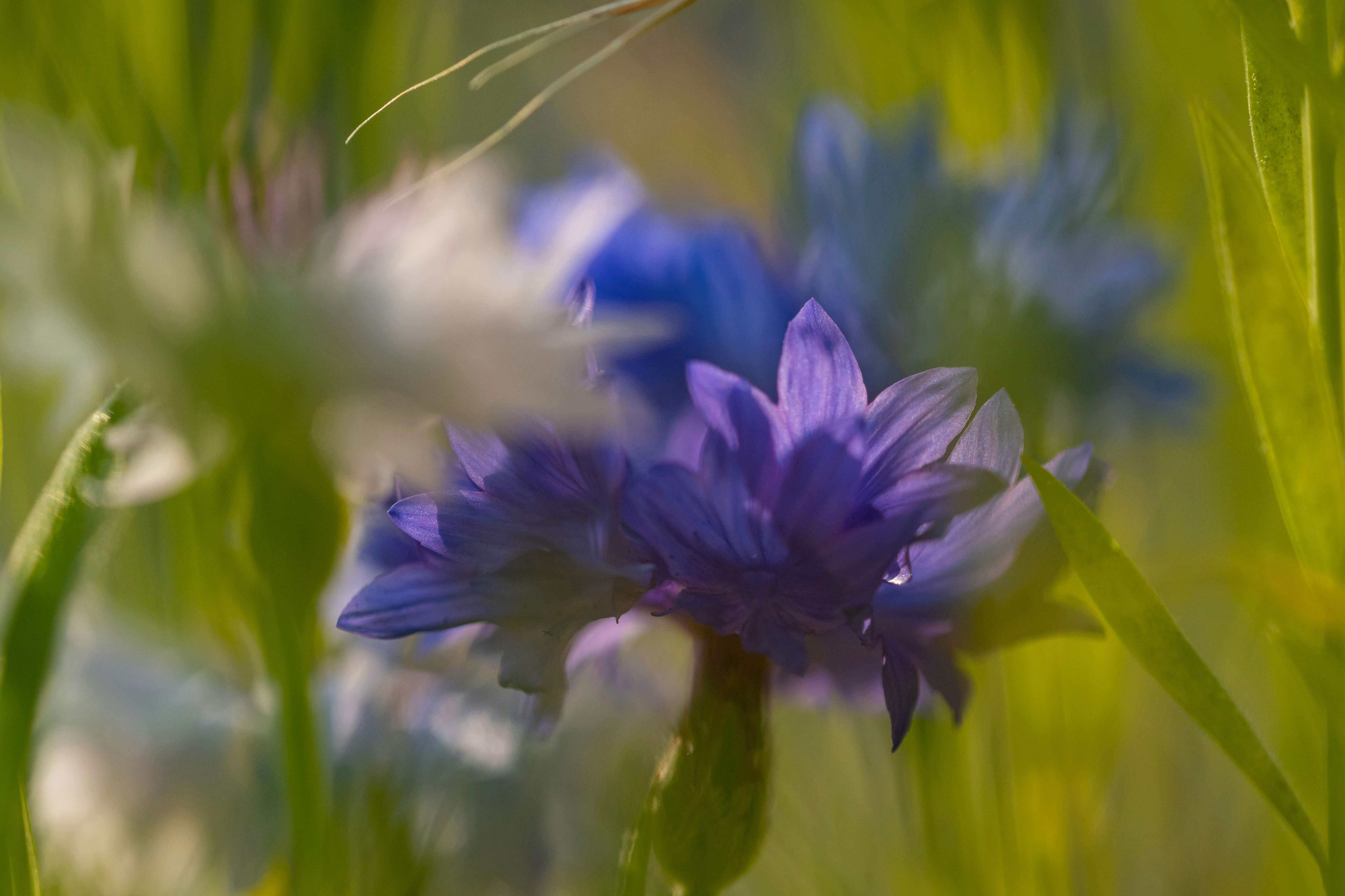 purple flower in tilt shift lens